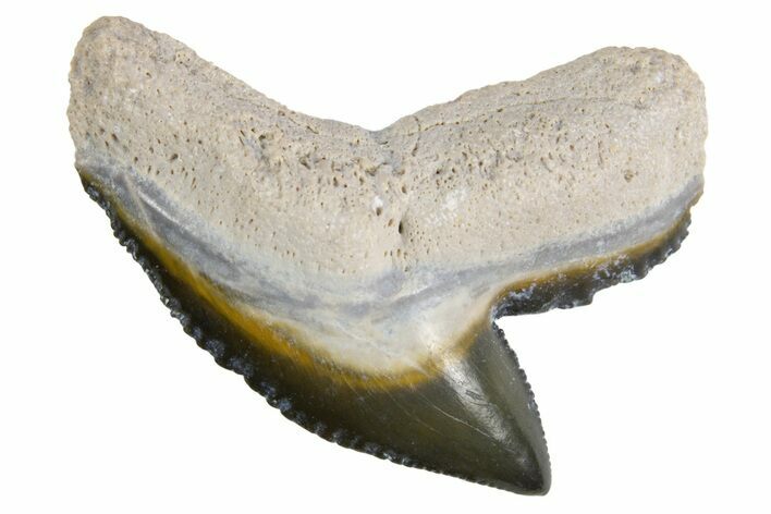 Fossil Tiger Shark (Galeocerdo) Tooth - Bone Valley, Florida #299500